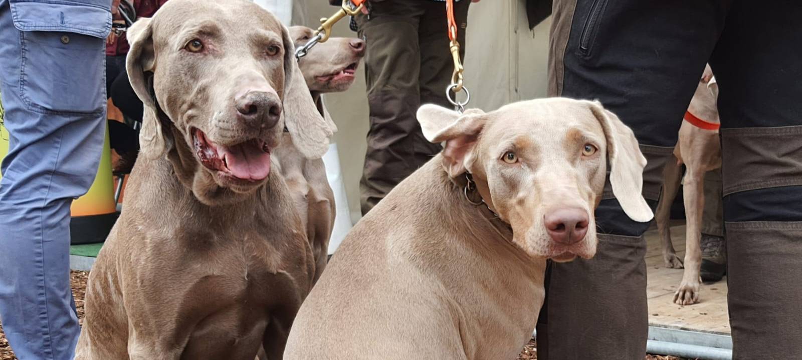 "Jagd und Hund" startet in den Westfalenhallen