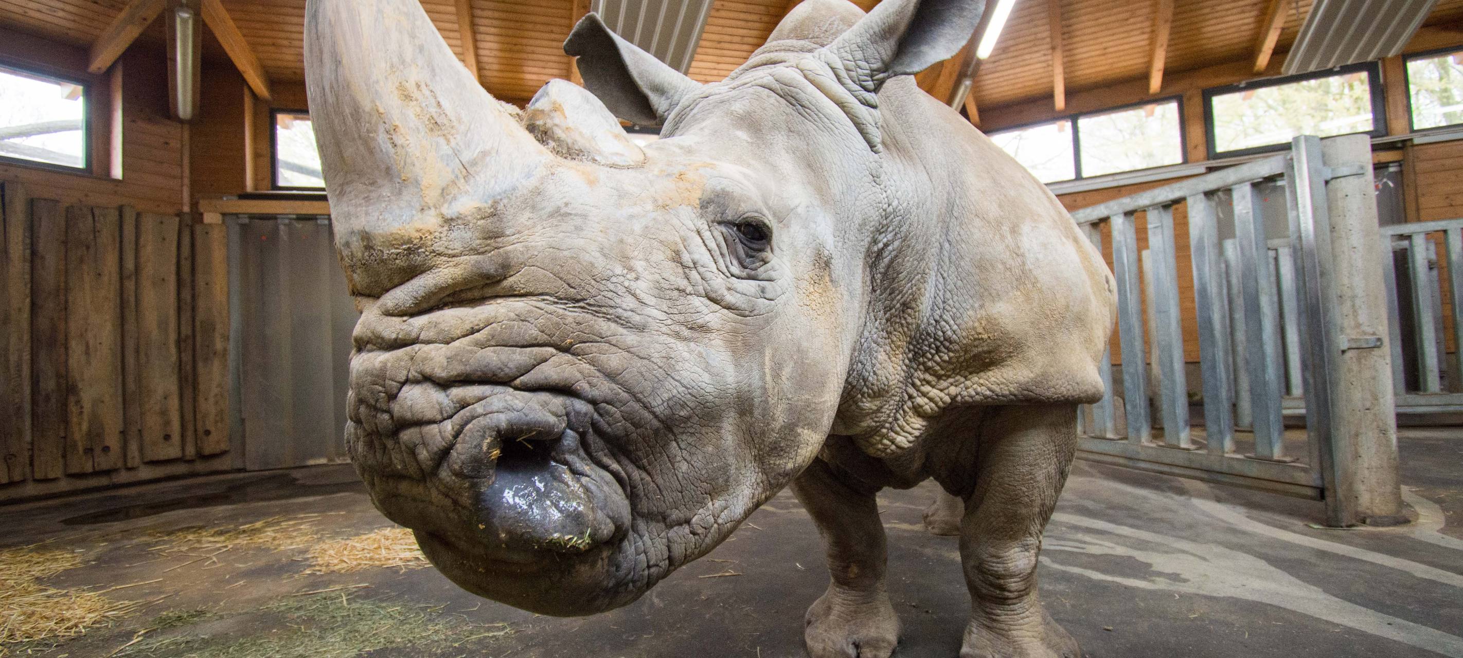 Dortmunder Zoo: Nashorn-Oma Natala verstorben