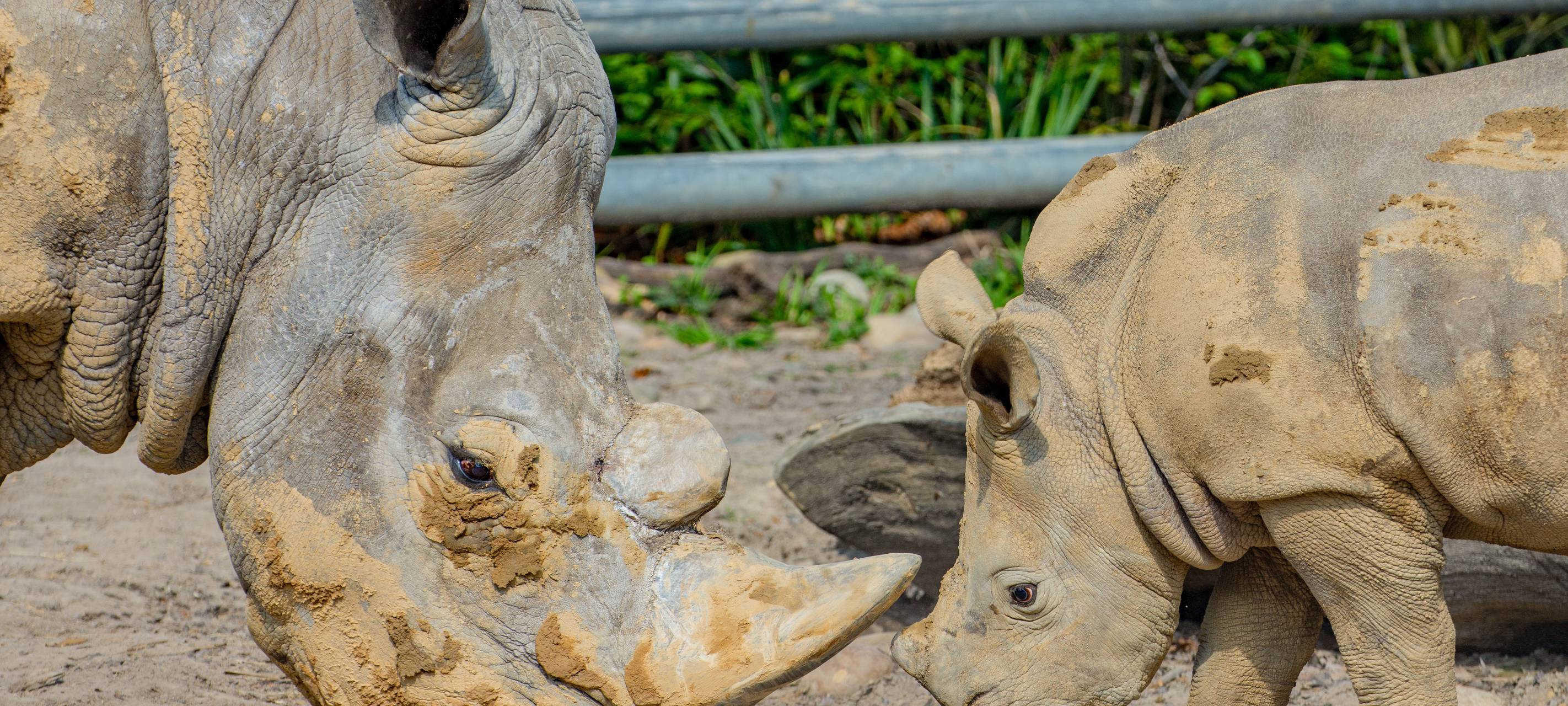 Dortmunder Zoo: Nashorn-Oma Natala verstorben