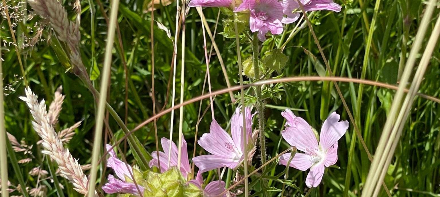 Radio 91.2 übernimmt Patenschaft für Wildblumenwiese