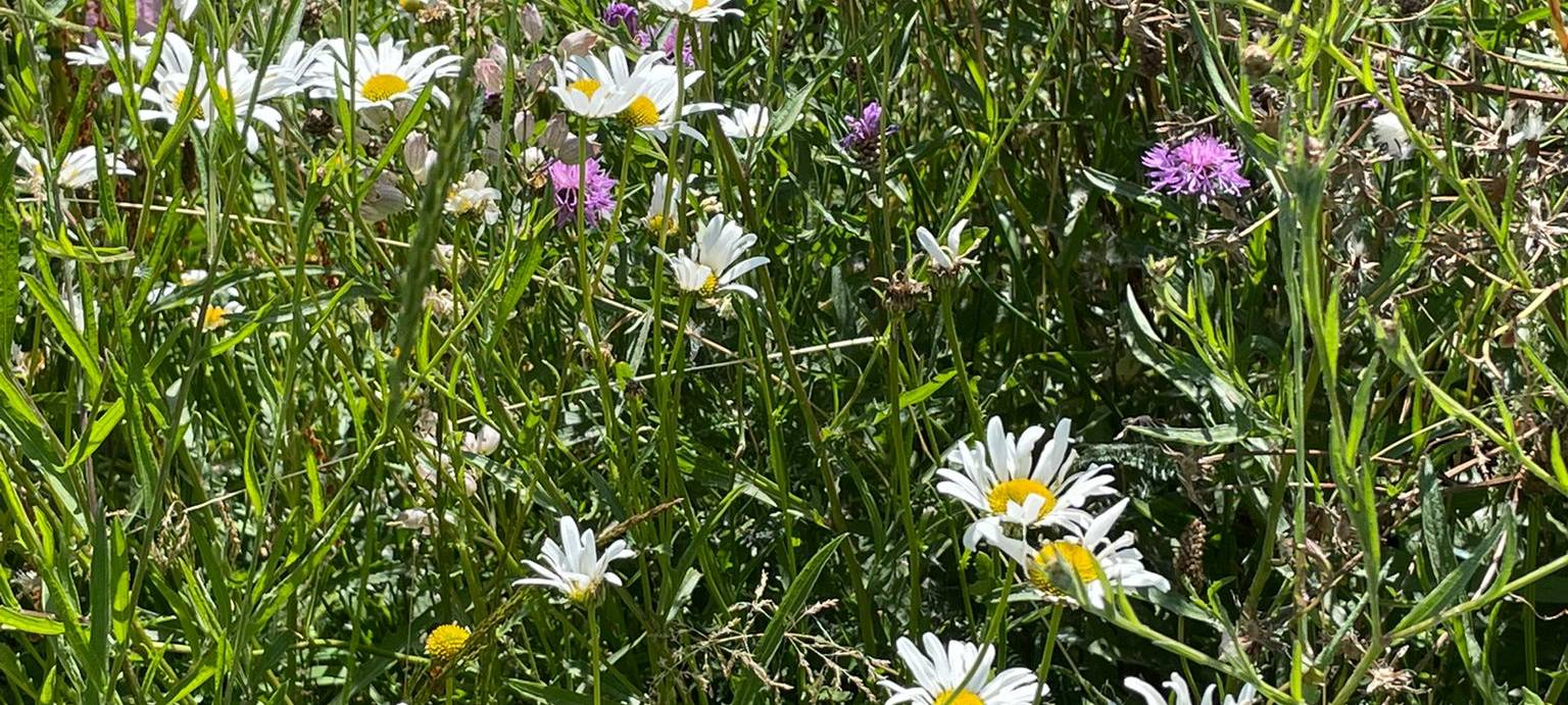 Radio 91.2 übernimmt Patenschaft für Wildblumenwiese