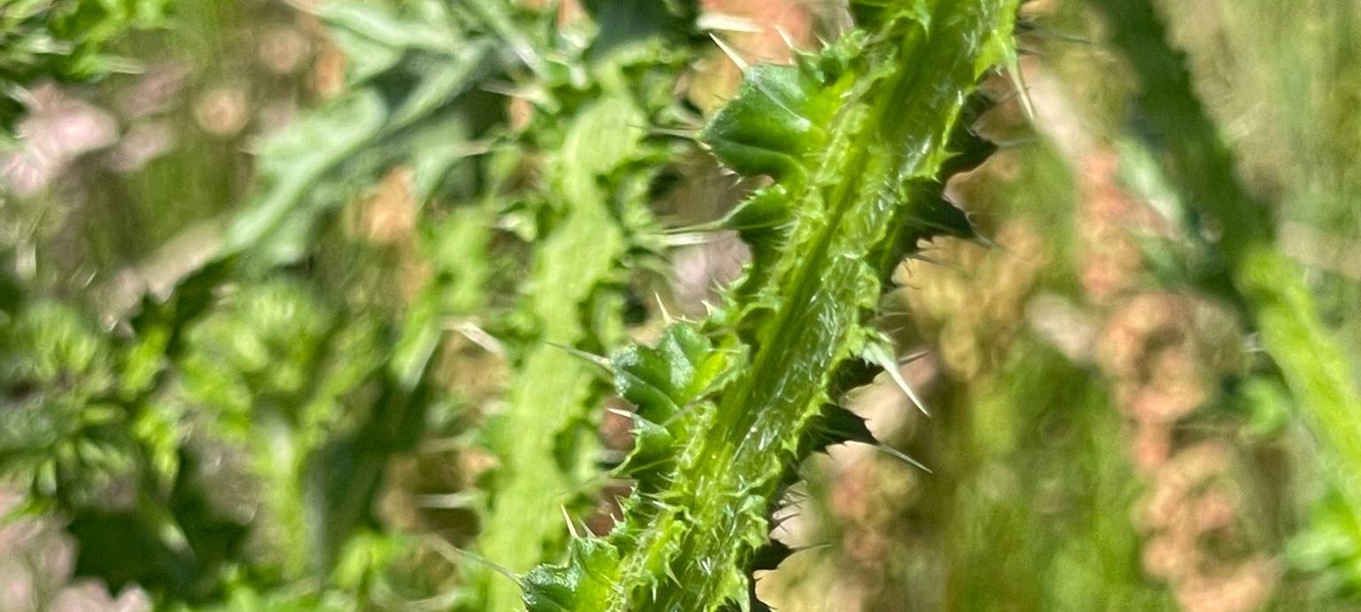 Radio 91.2 übernimmt Patenschaft für Wildblumenwiese