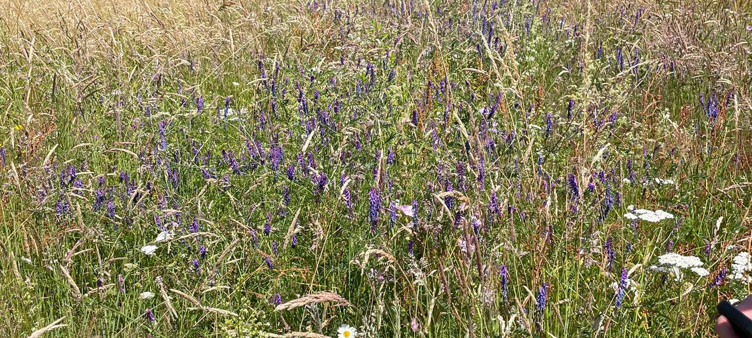 Radio 91.2 übernimmt Patenschaft für Wildblumenwiese