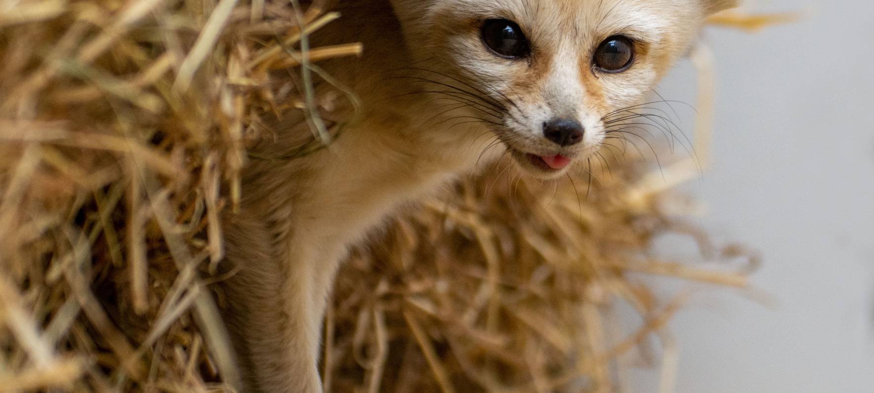 Zoo Dortmund: Neues Wüstenfuchsgehege eingeweiht