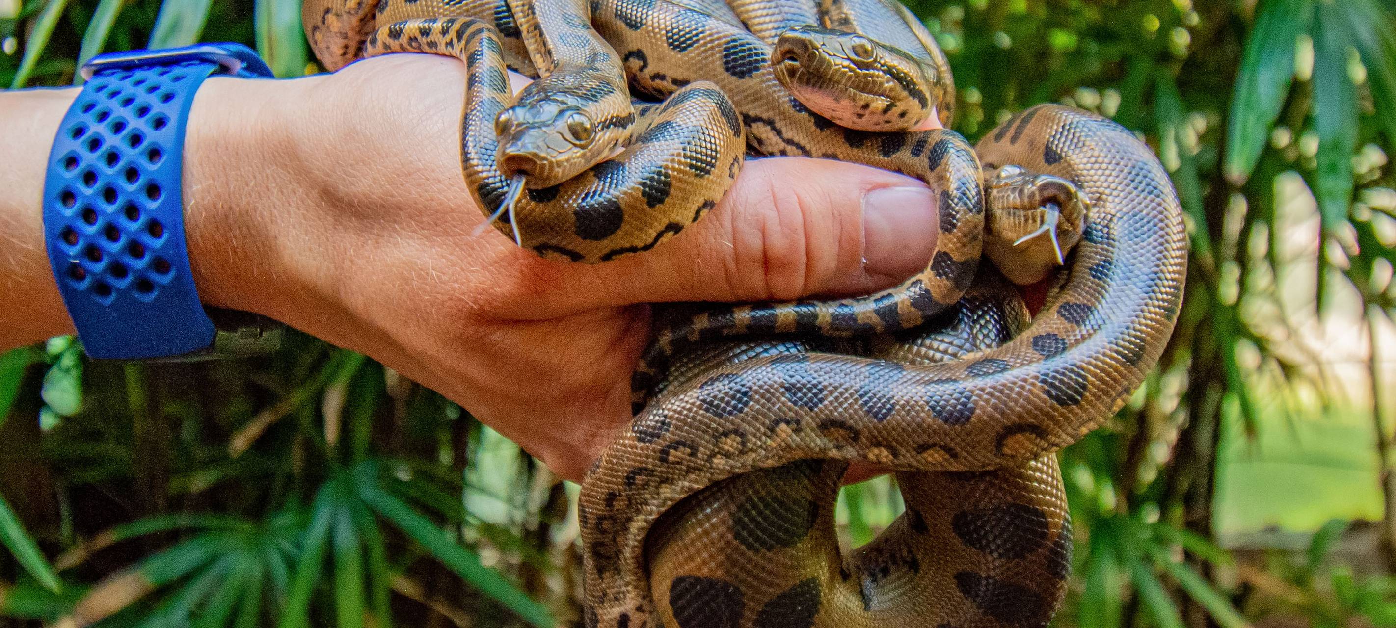 Anakonda-Nachwuchs im Zoo Dortmund - Neun kleine Schlangen geboren