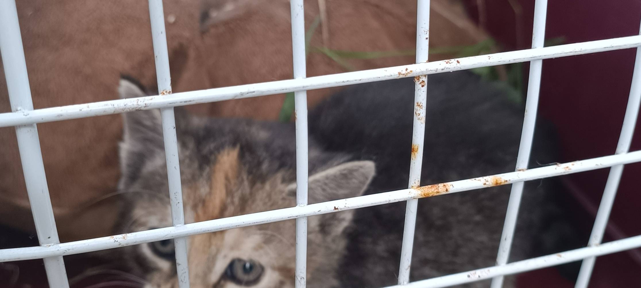 Dortmunder Feuerwehr rettet Katzenfamilie