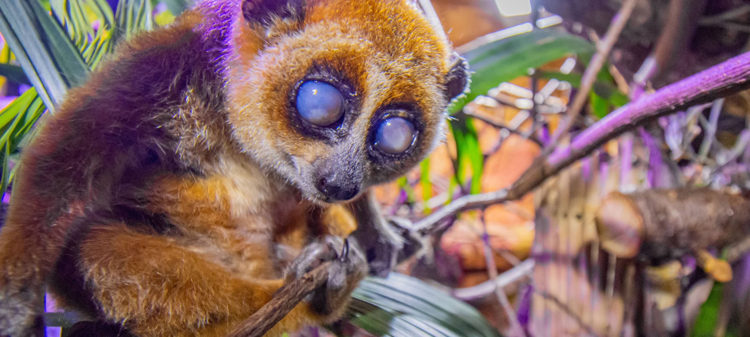 Dortmunder Zoo kümmert sich um kleines Äffchen