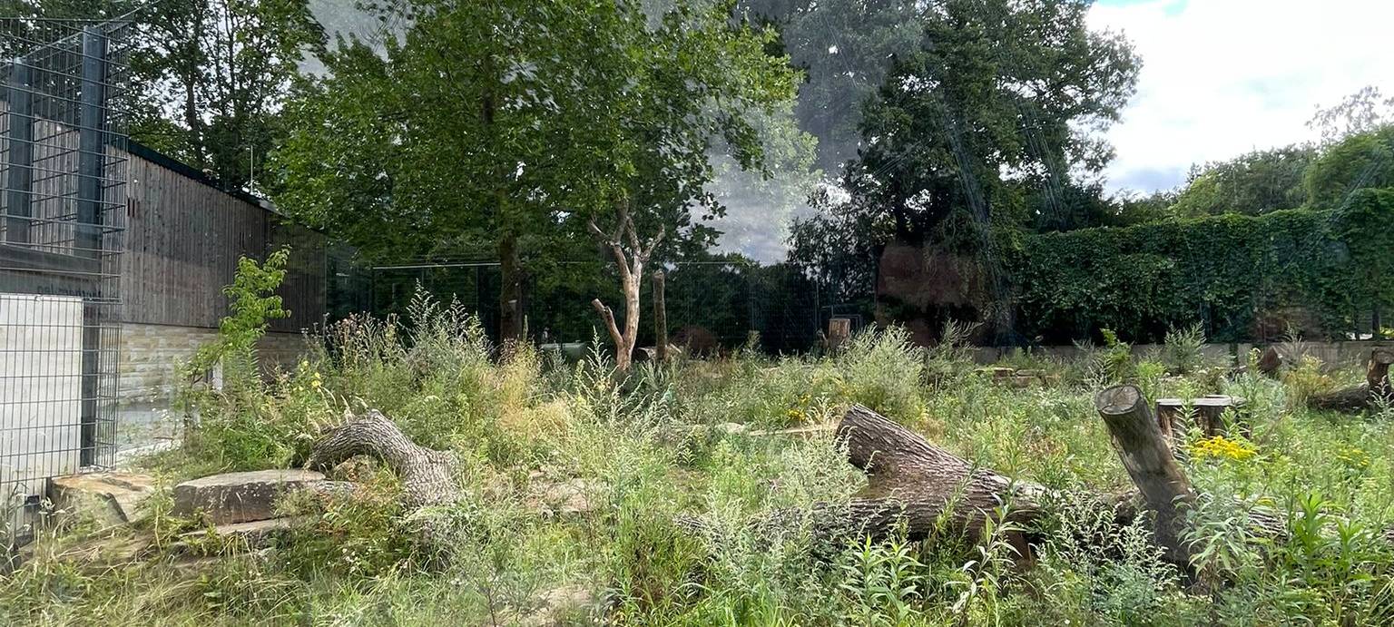 Zoo Dortmund: Besuch bei den Löwen