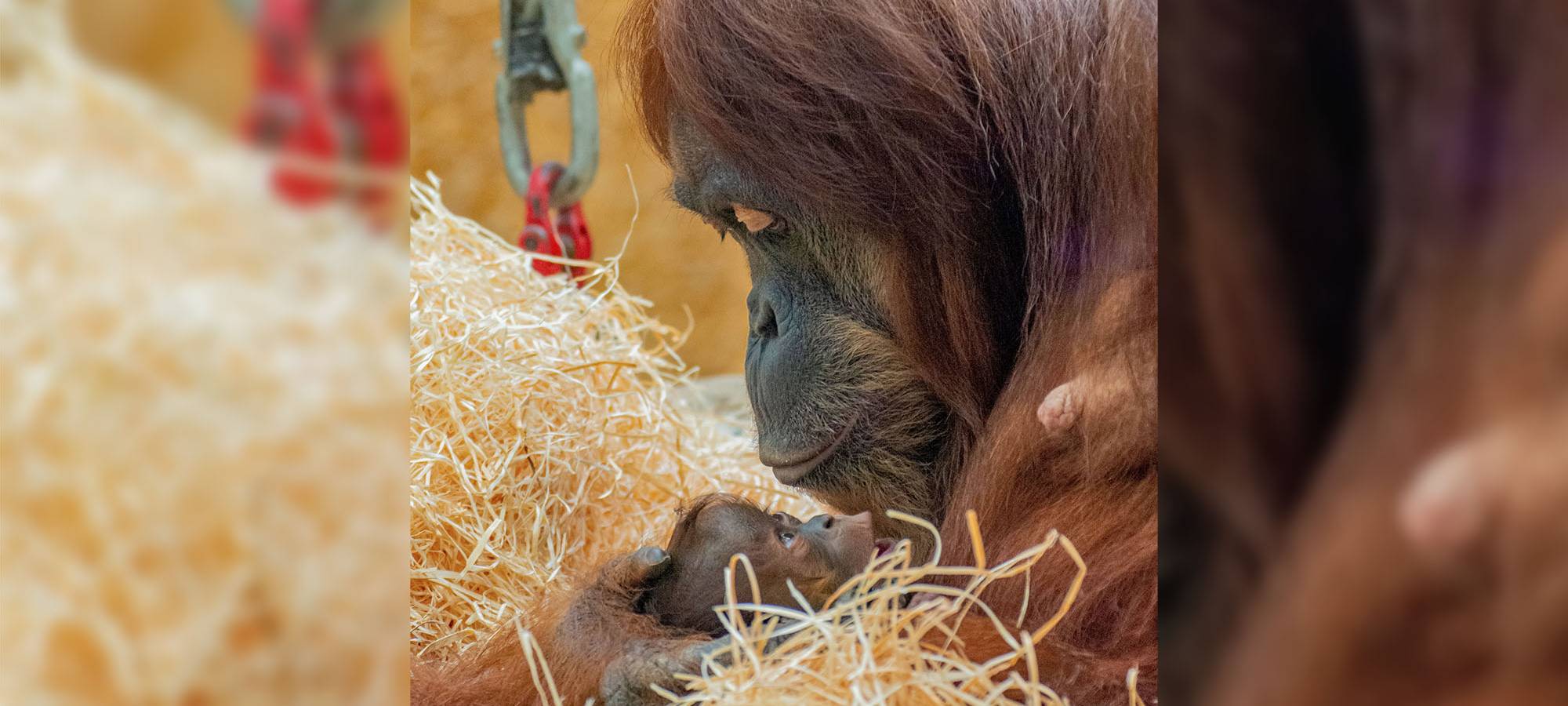 Dortmunder Zoo bekommt Orang-Utan Nachwuchs
