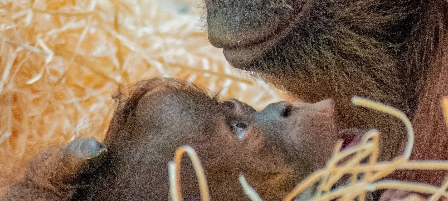 Orang-Utan-Baby im Dortmunder Zoo