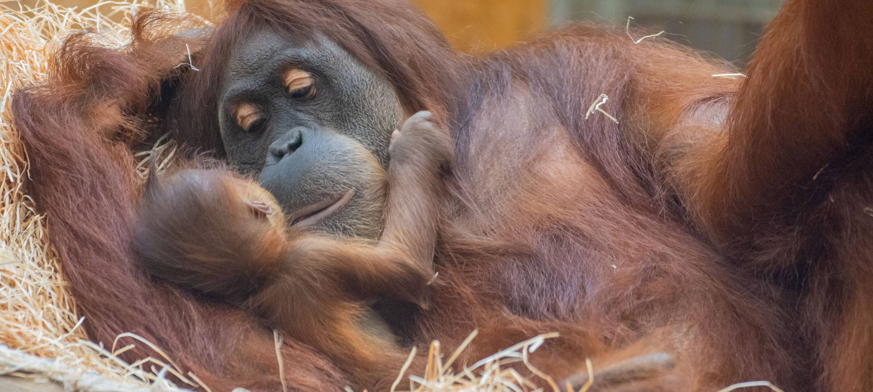 Orang-Utan-Baby im Dortmunder Zoo