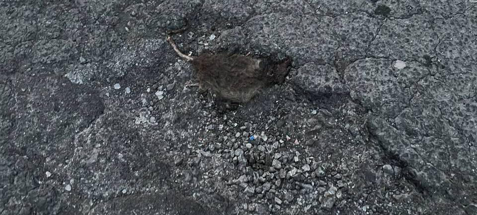 Ekelhaus Mozartstraße in Dortmund.