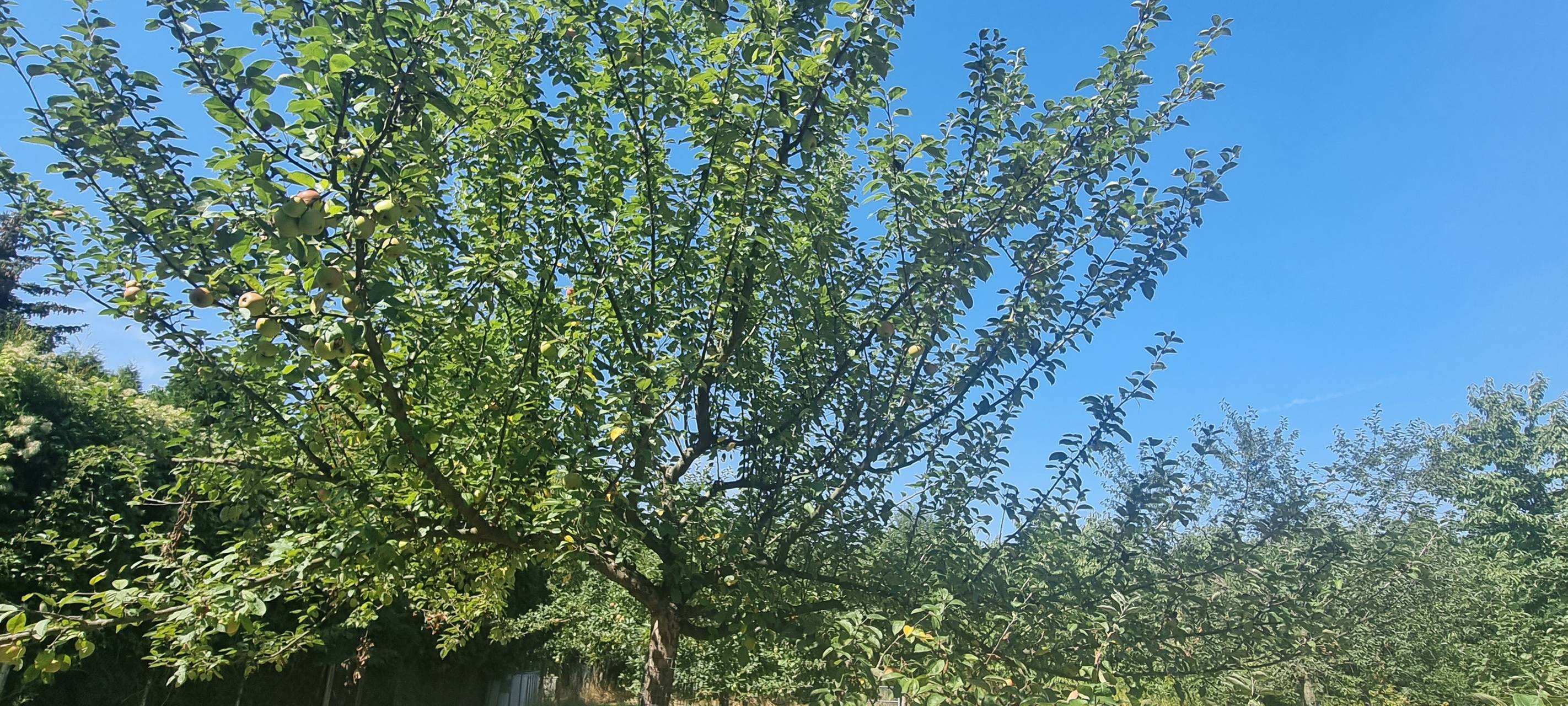 Obstbaumwiese in Dortmund: Obst zum Selbstpflücken