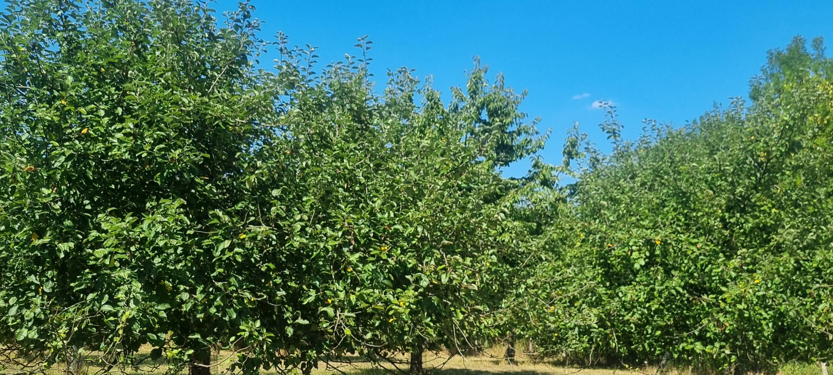 Obstbaumwiese in Dortmund: Obst zum Selbstpflücken