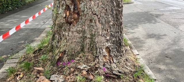 Dortmund: Platane vergiftet - Amt erstattet Anzeige