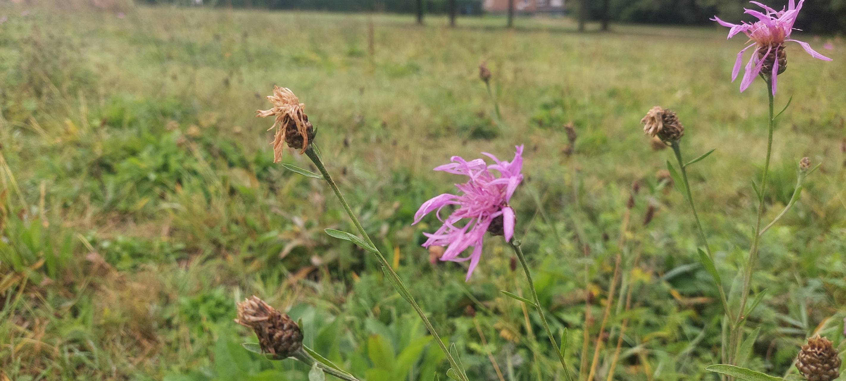 Dortmund: Radio 91.2-Wildblumenwiese wächst