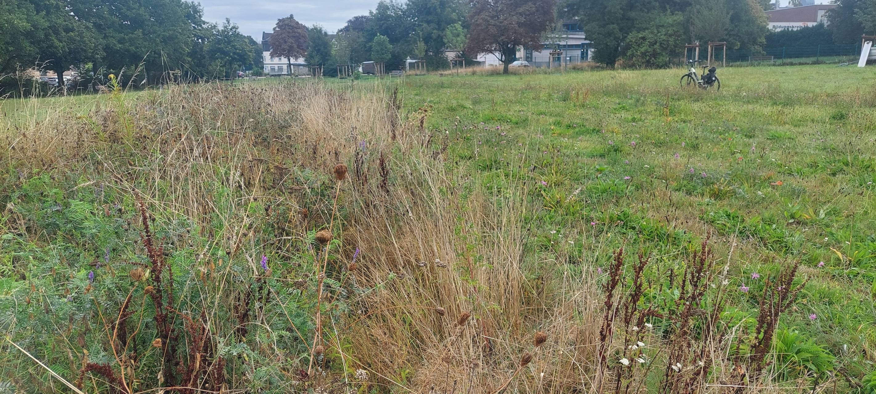 Dortmund: Radio 91.2-Wildblumenwiese wächst