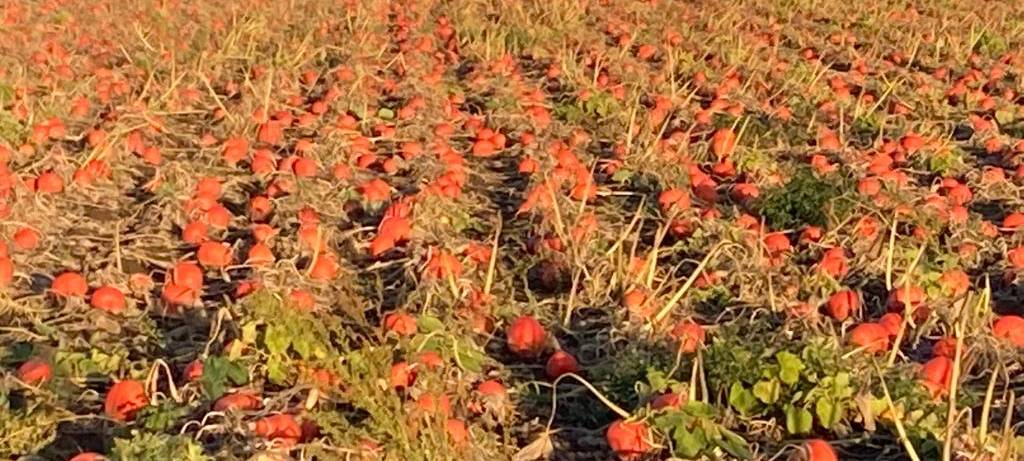 Dortmunder Landwirte beklagen Obst- und Gemüseklau