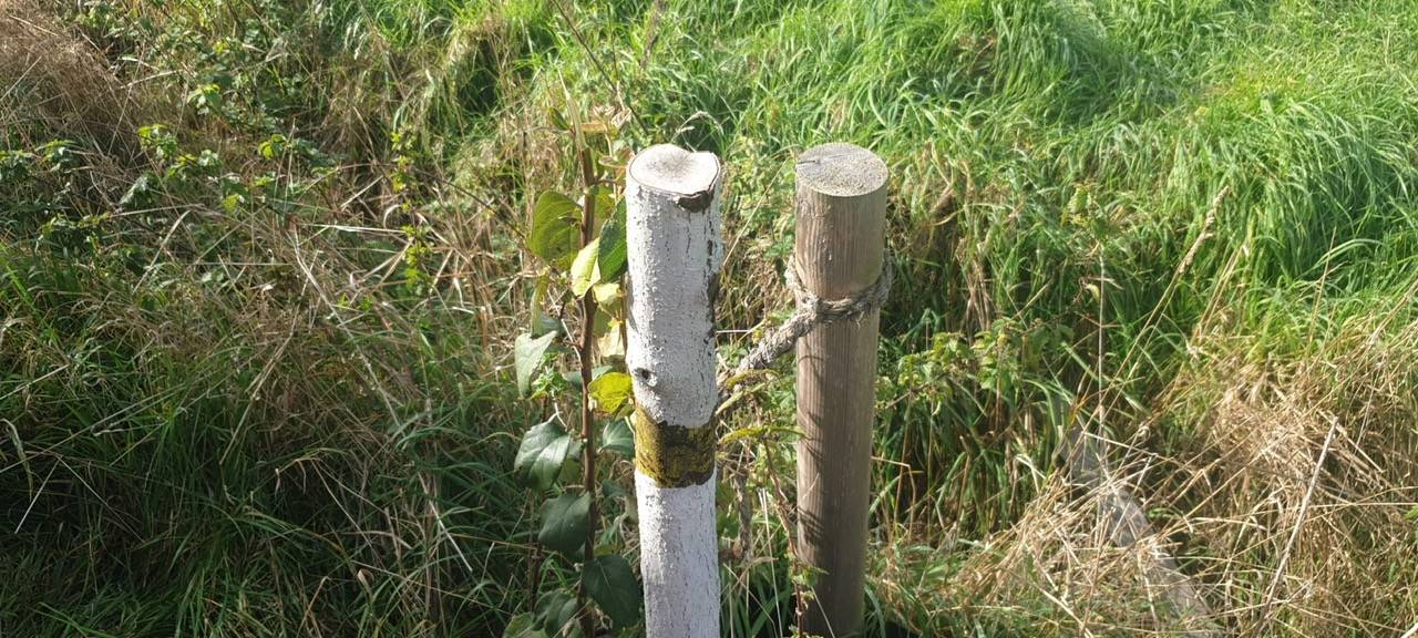 Obstbäume im Schürener Feld beschädigt