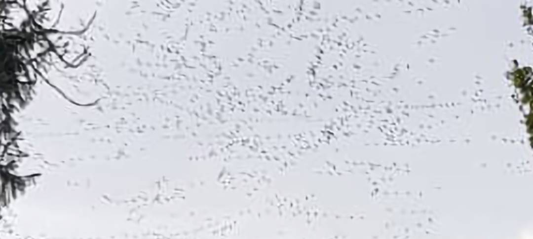 Zugvögel über Dortmund