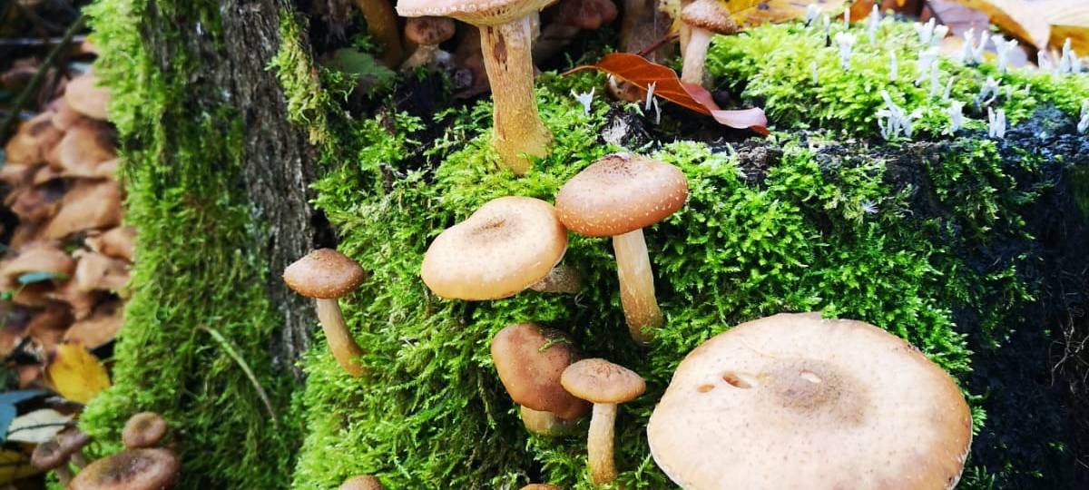 Regen in Dortmund für die Wälder Gold wert