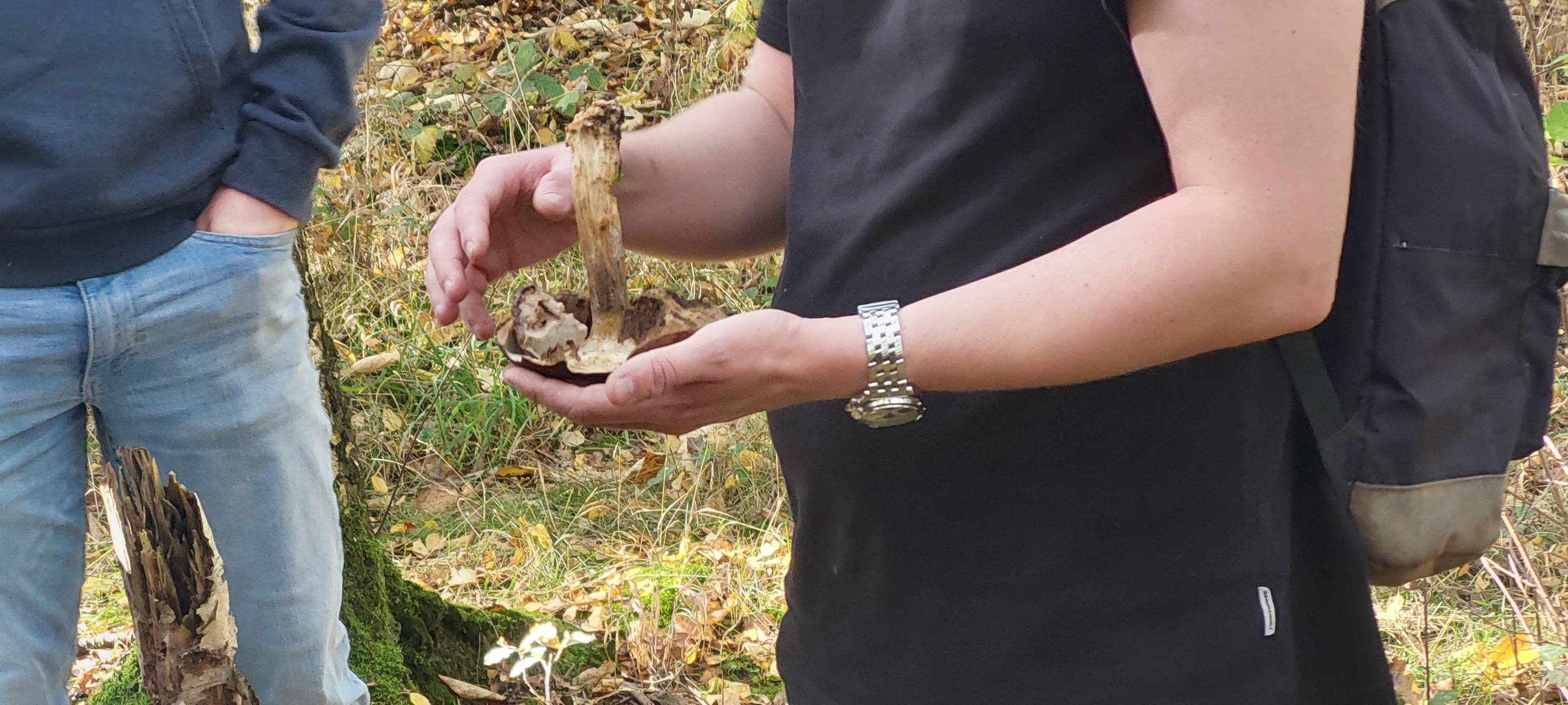 Pilzführung in Waltrop: Was muss man beim Pilzesammeln beachten?