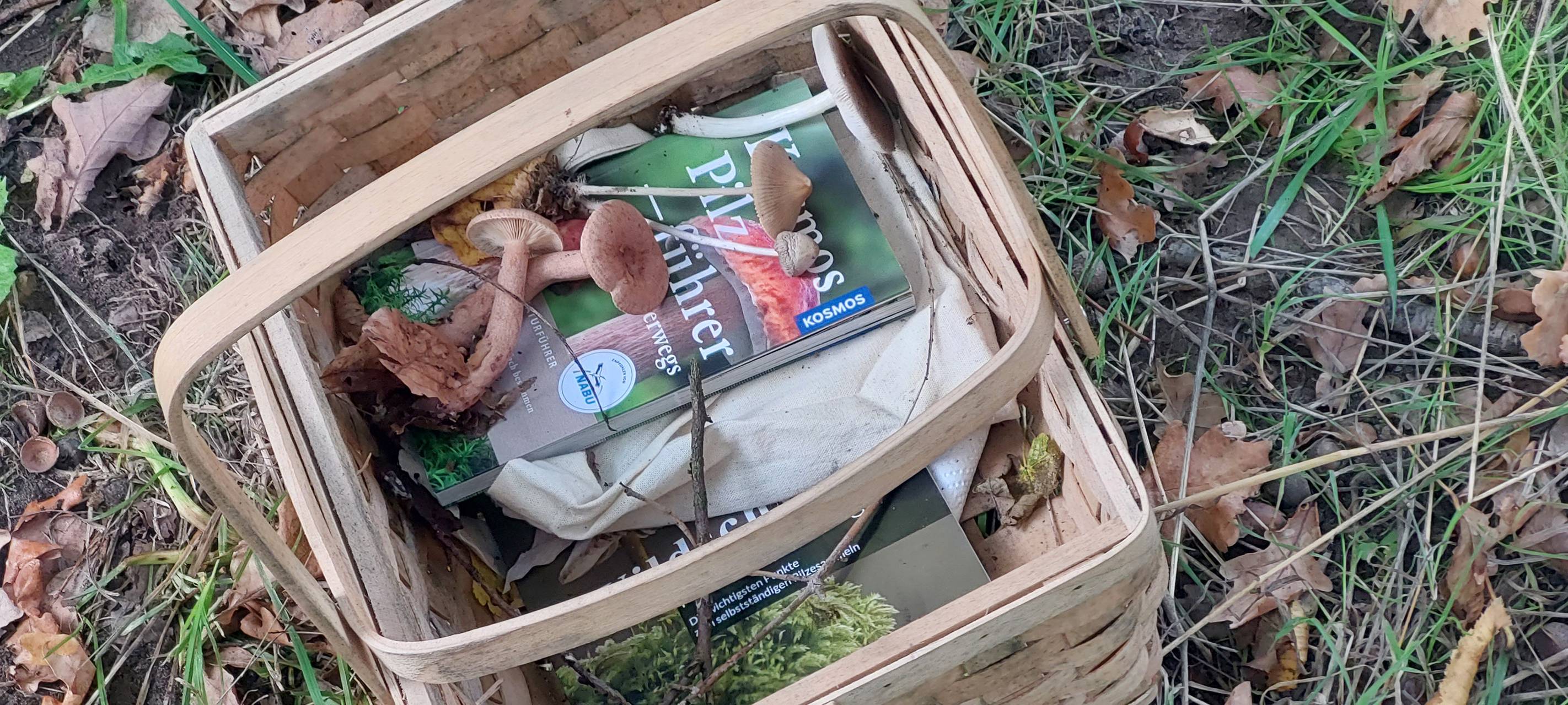 Pilzführung in Waltrop: Was muss man beim Pilzesammeln beachten?