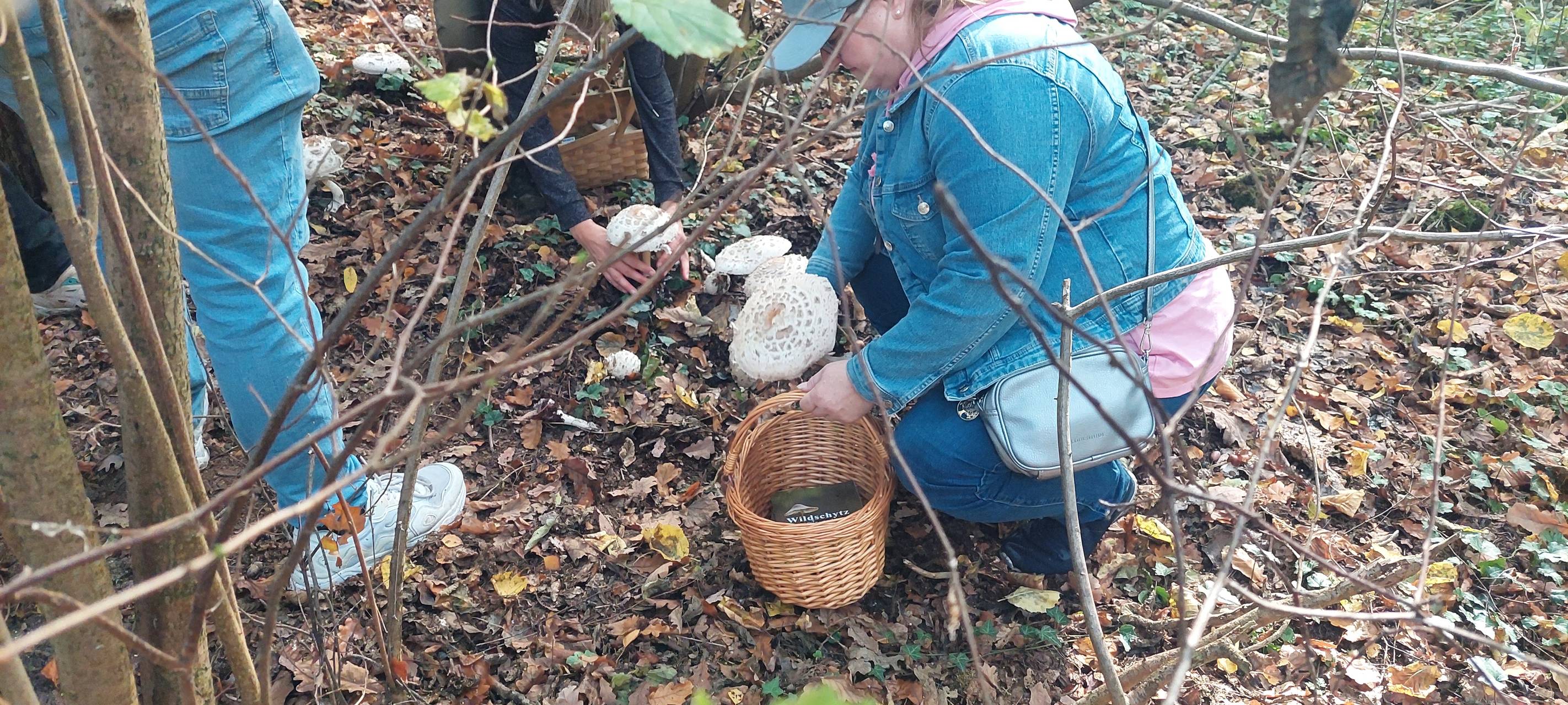 Pilzführung in Waltrop: Was muss man beim Pilzesammeln beachten?