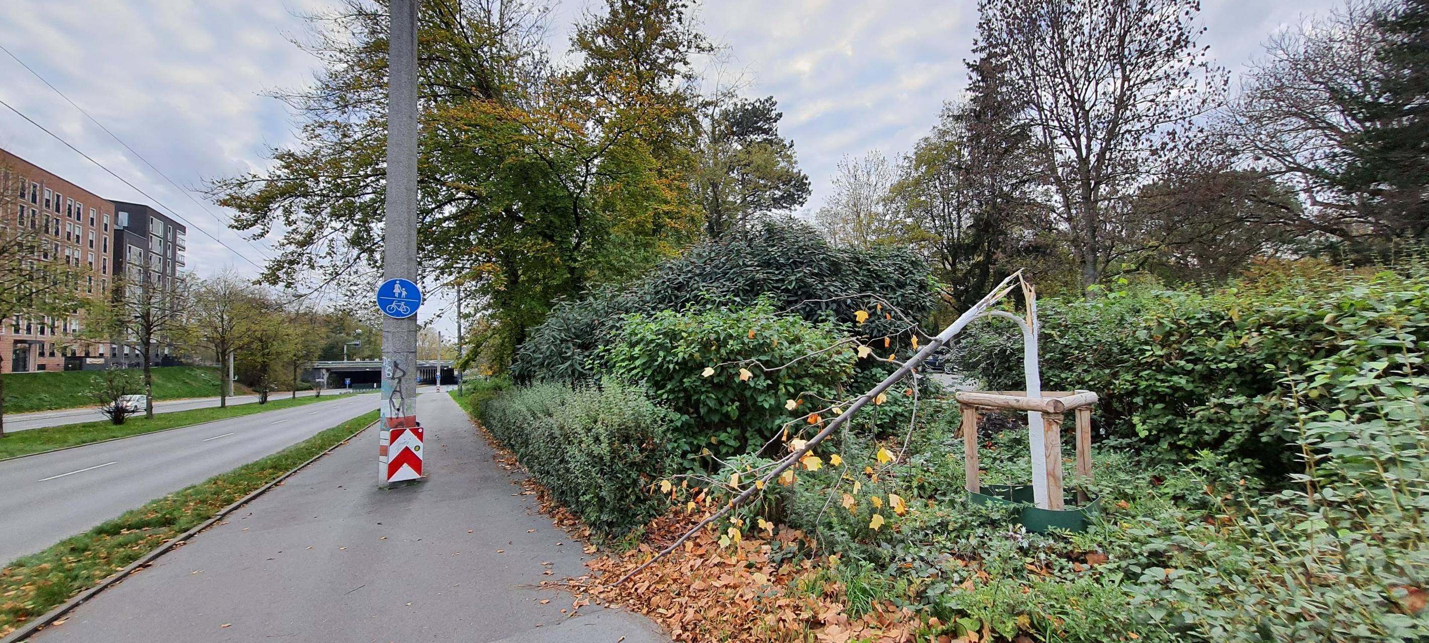 Dortmund: Wieder Baum zerstört