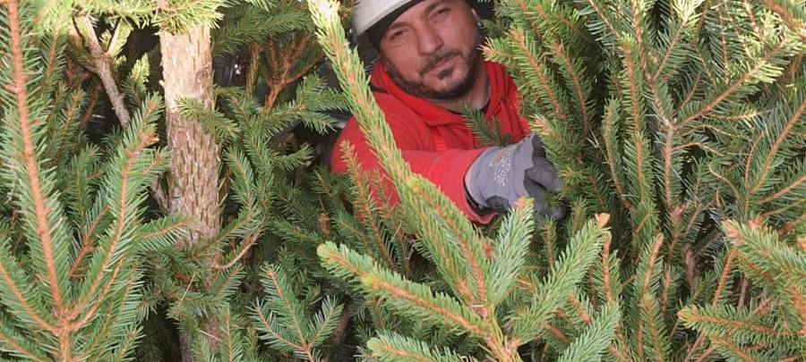 Mit dem Hubwagen an die Spitze der Dortmunder Riesentanne