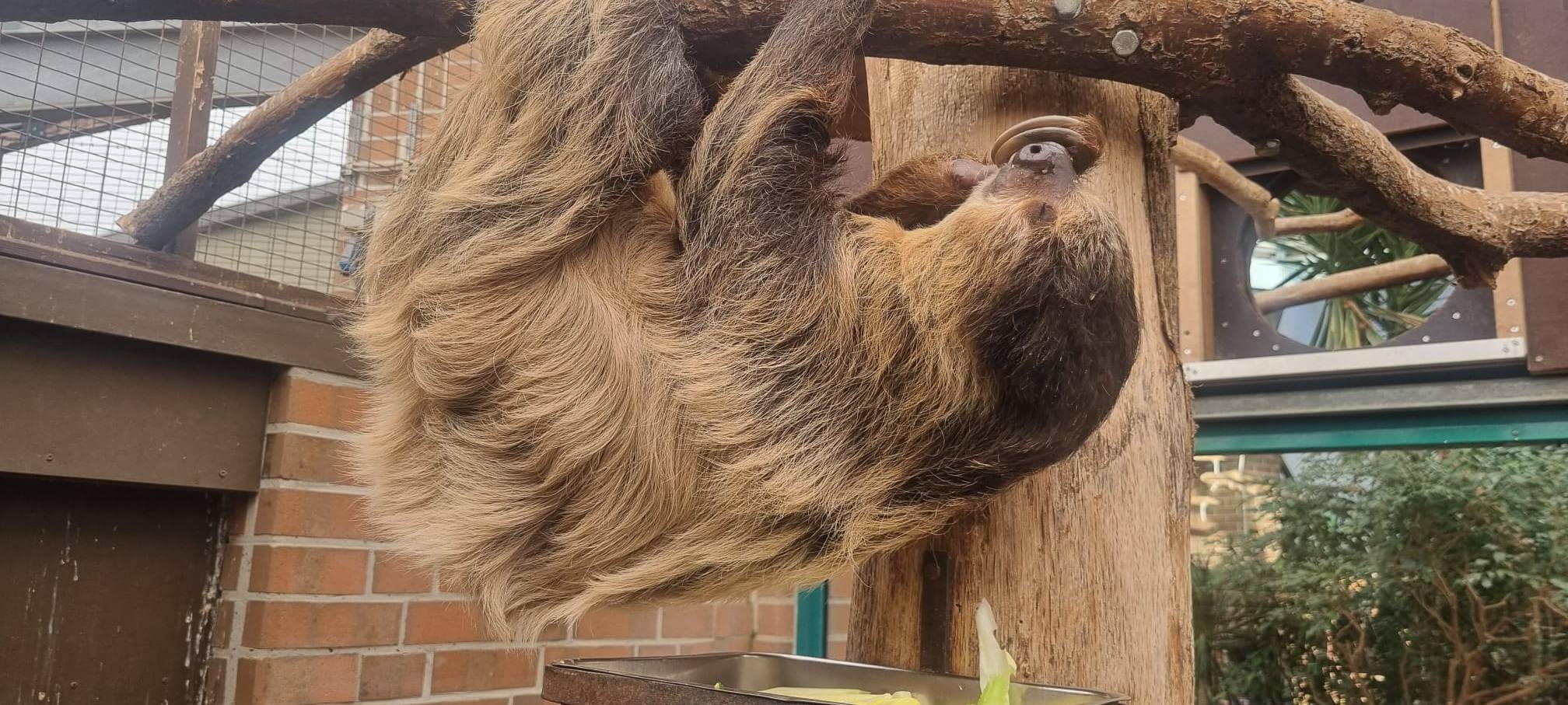 Zoo Dortmund: Neueröffnung der Robbenanlage für 2023 geplant