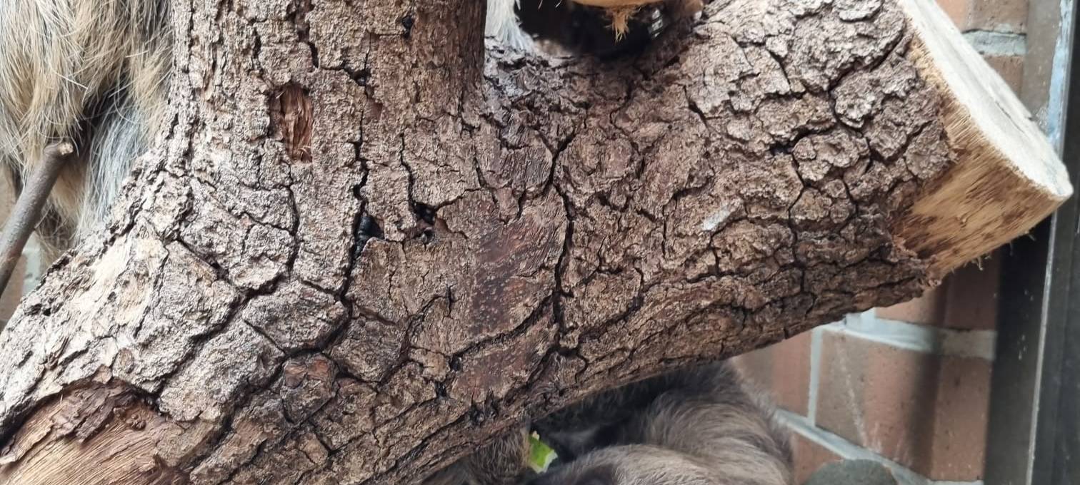 Zoo Dortmund: Neueröffnung der Robbenanlage für 2023 geplant