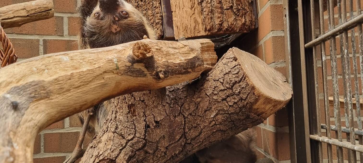 Zoo Dortmund: Neueröffnung der Robbenanlage für 2023 geplant