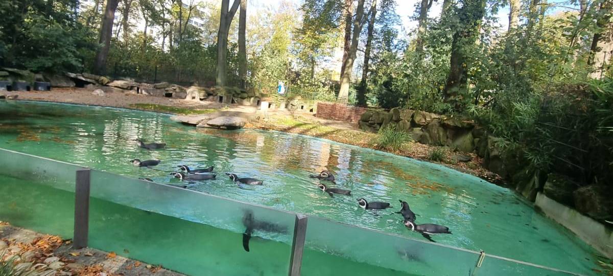 Zoo Dortmund: Neueröffnung der Robbenanlage für 2023 geplant