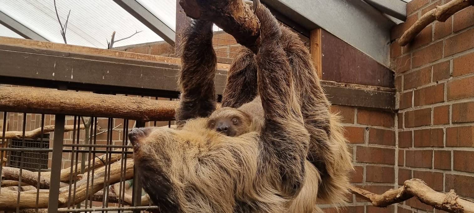 Zoo Dortmund: Neueröffnung der Robbenanlage für 2023 geplant