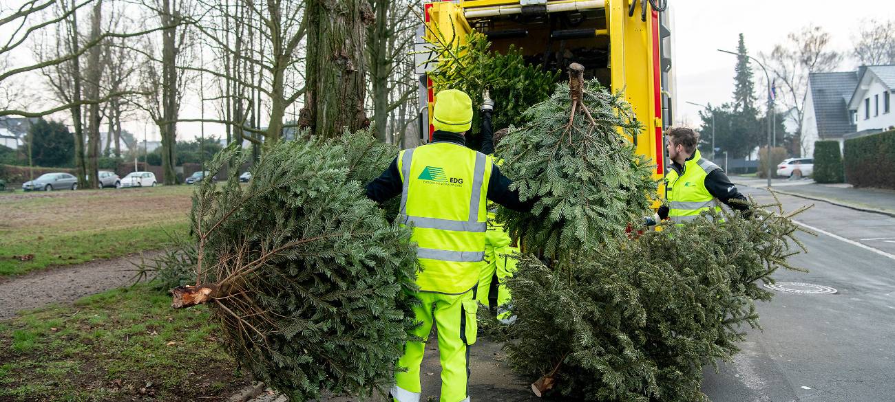 Dortmund: EDG sammelt Weihnachtsbäume kostenlos ein