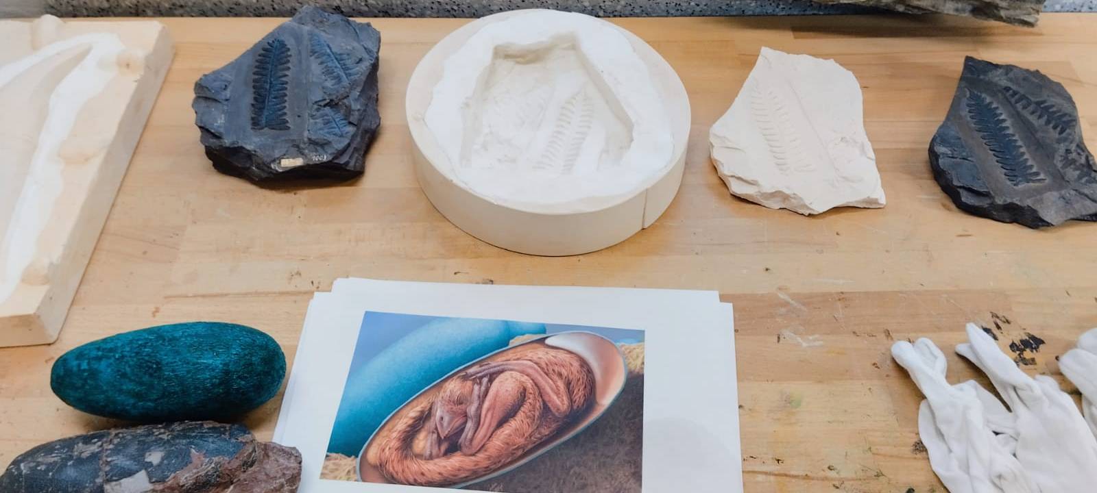 Wir öffnen Türen: Hinter den Kulissen im Naturmuseum Dortmund