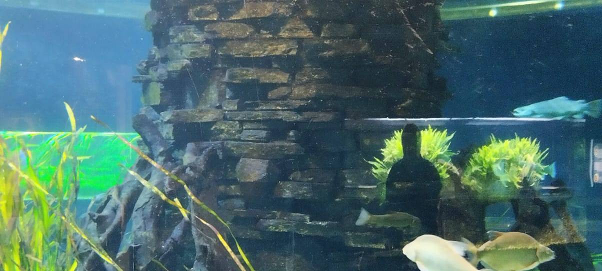 Wir öffnen Türen: Hinter den Kulissen im Naturmuseum Dortmund