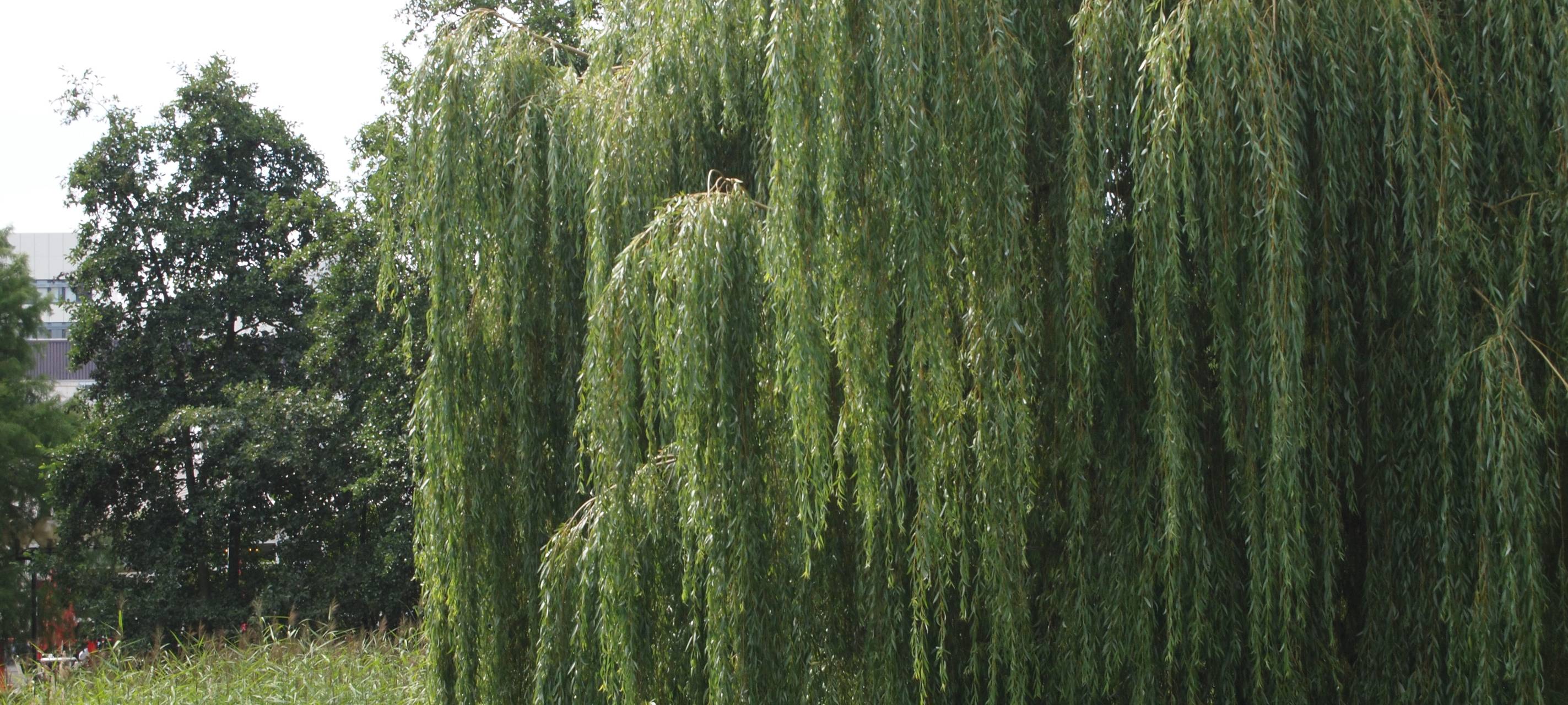 Jetzt schon: Pollen in Dortmund
