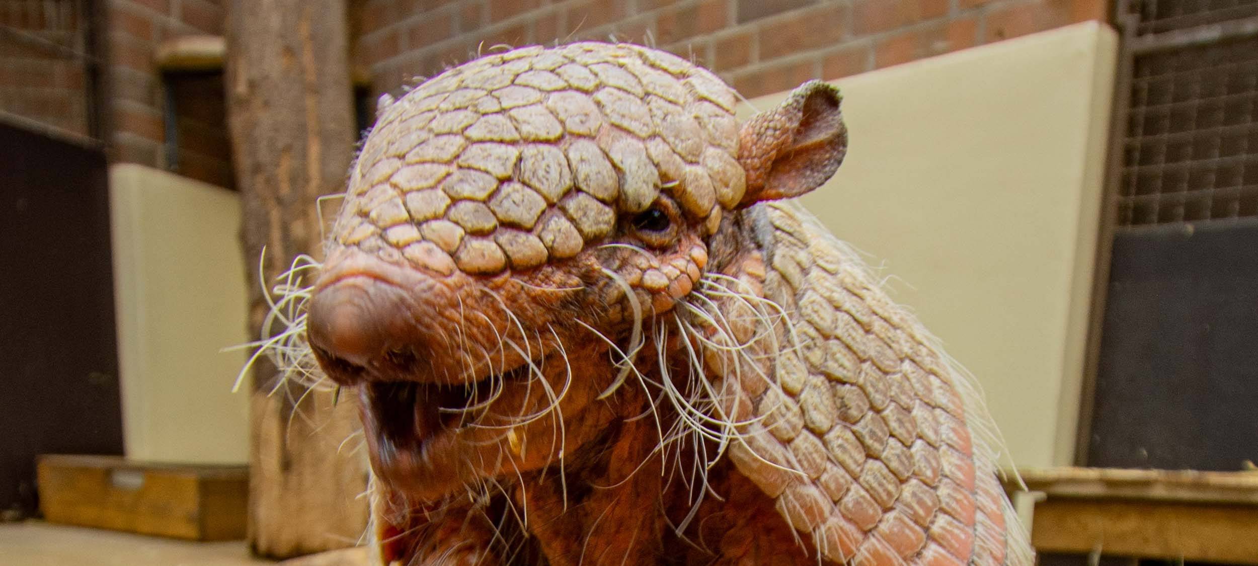 Dortmunder Zoo trauert um Gürteltier Kasimir