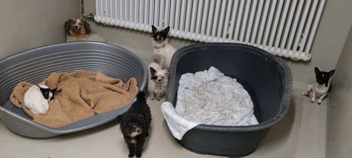 41 Hunde aus Wohnung in Dortmunder Nordstadt geholt