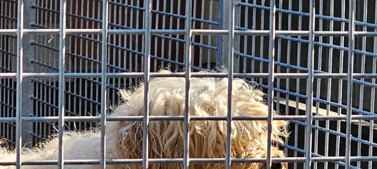 41 Hunde aus Wohnung in Dortmunder Nordstadt geholt