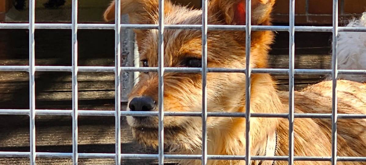 Dortmund: Zwei weitere Welpen in Tierheim gestorben