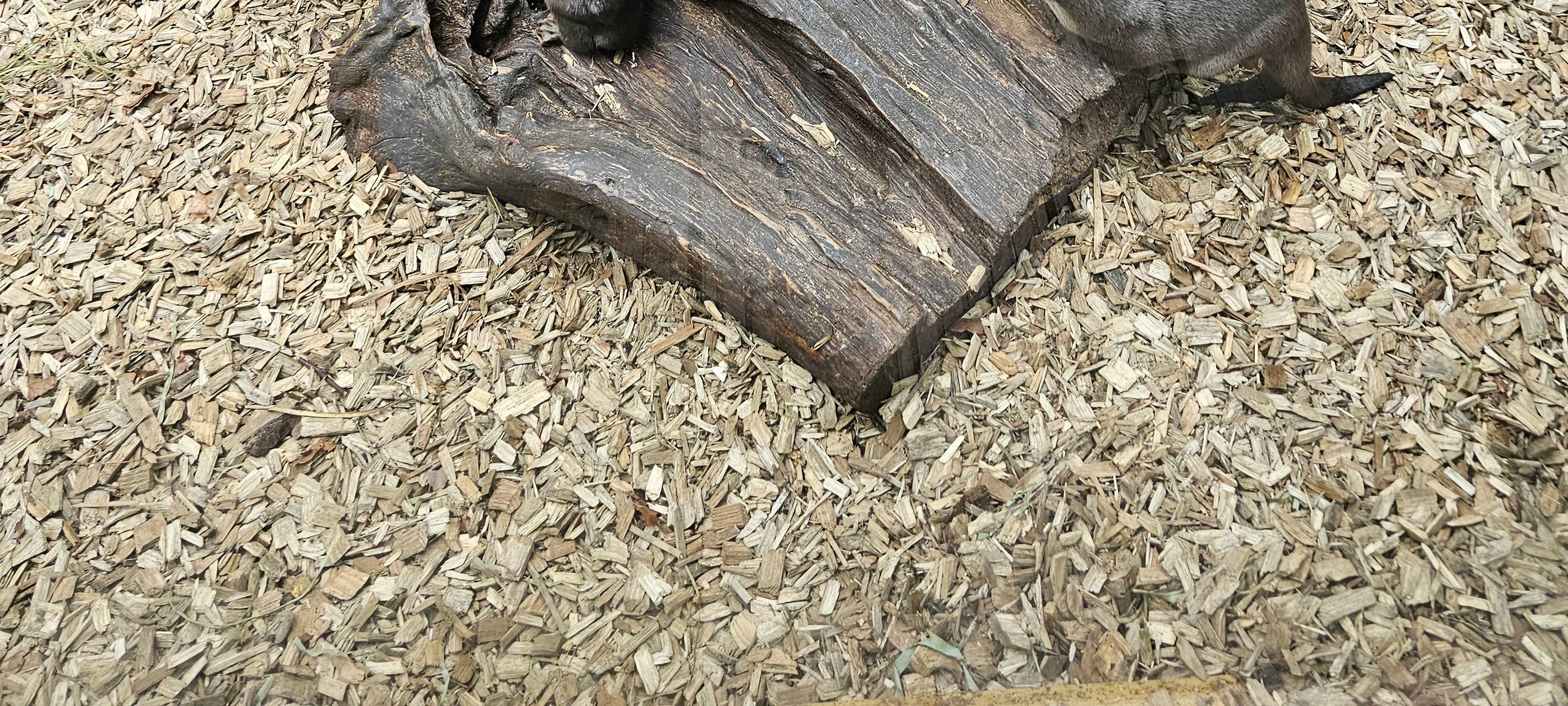 Kinderferienprogramm im Dortmunder Zoo