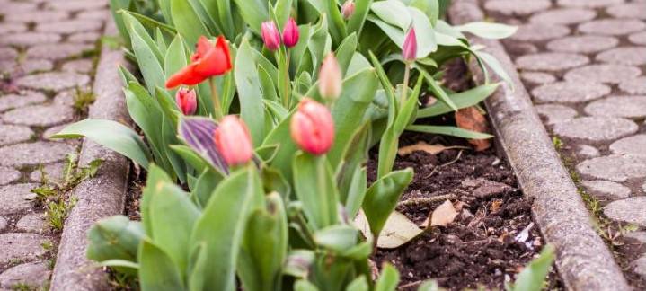 Dortmund sucht Blumenfreunde