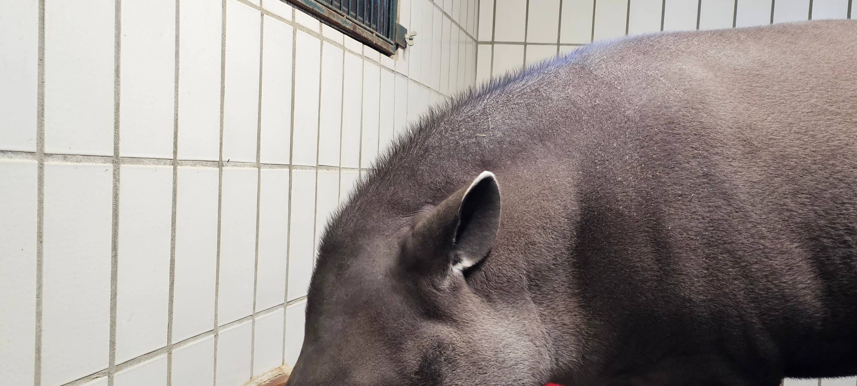 Frühaufsteher und Morgenmuffel: Morgens im Dortmunder Zoo