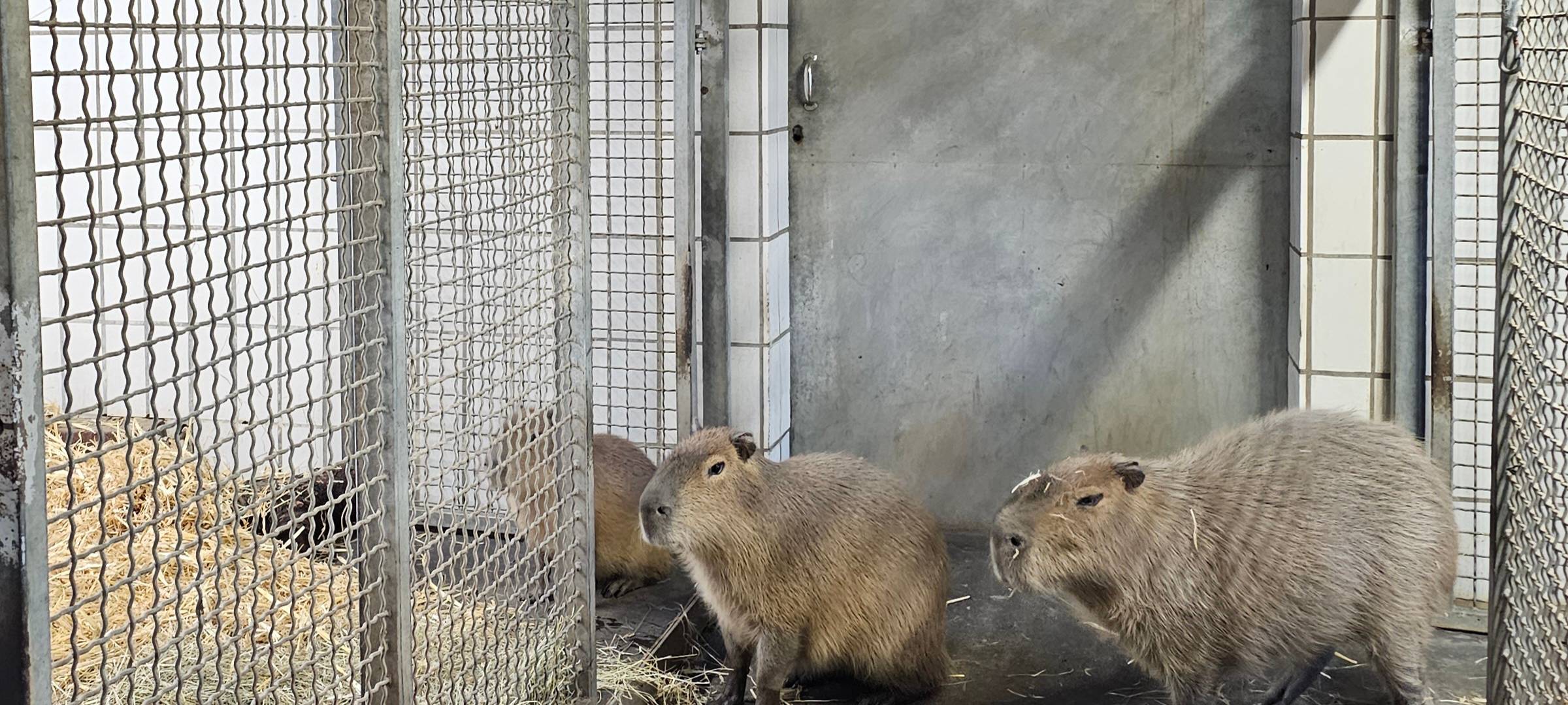 Frühaufsteher und Morgenmuffel: Morgens im Dortmunder Zoo