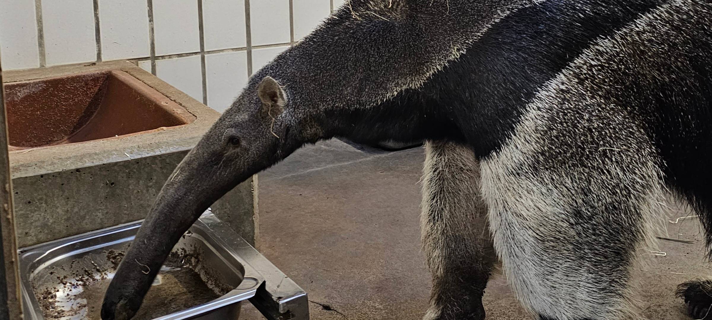 Frühaufsteher und Morgenmuffel: Morgens im Dortmunder Zoo