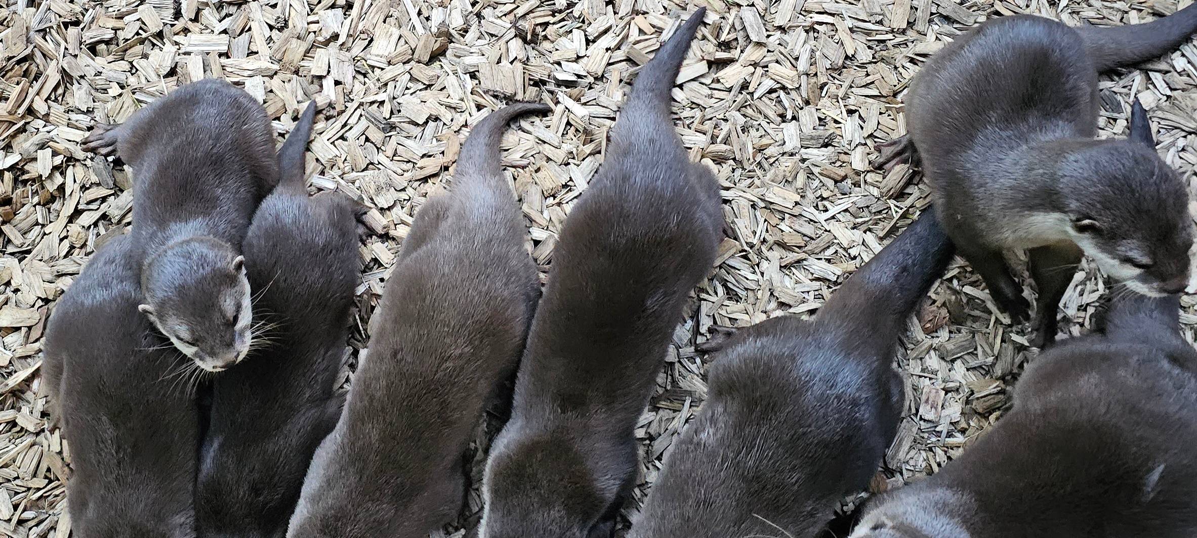 Frühaufsteher und Morgenmuffel: Morgens im Dortmunder Zoo