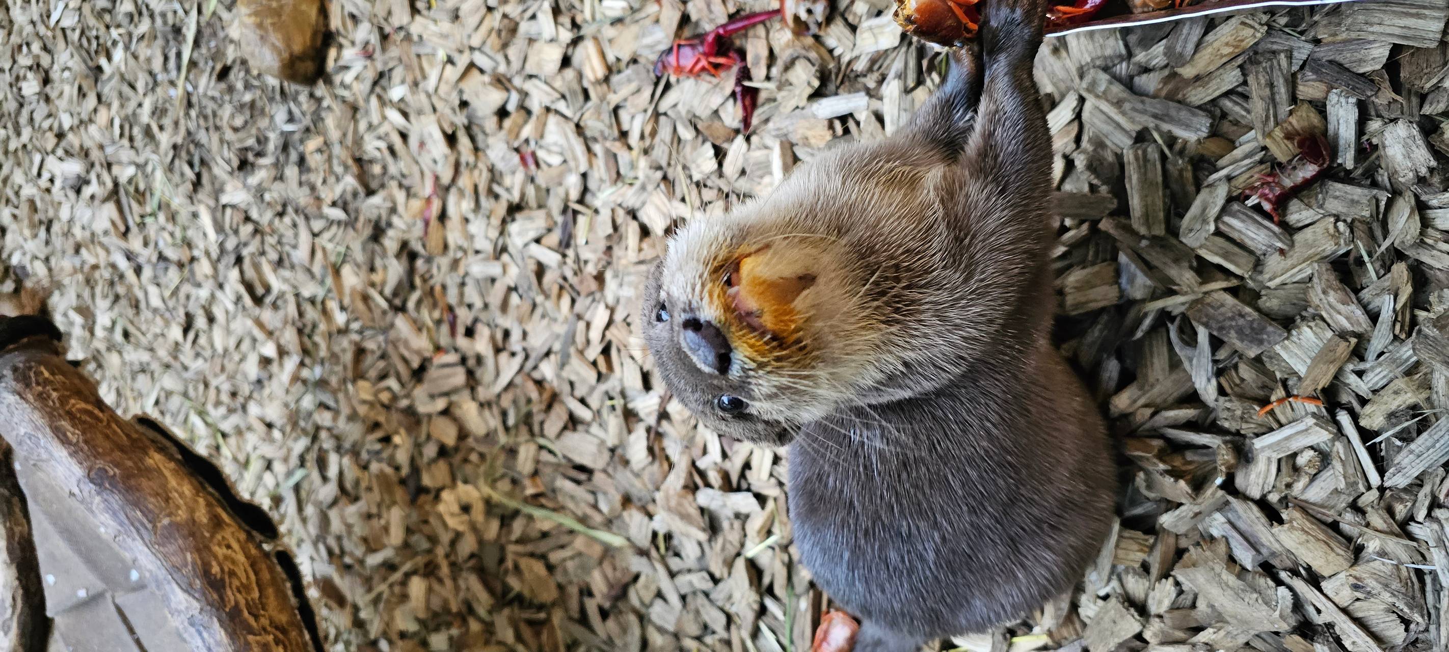 Frühaufsteher und Morgenmuffel: Morgens im Dortmunder Zoo
